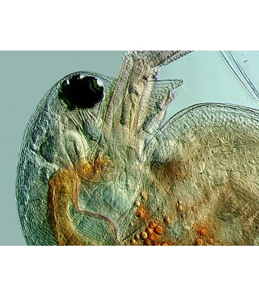 Microscopio HAXON AQUILES II A-203BIO1, Configurado para microrganismos acuáticos con CAMARA APTINA 5.0